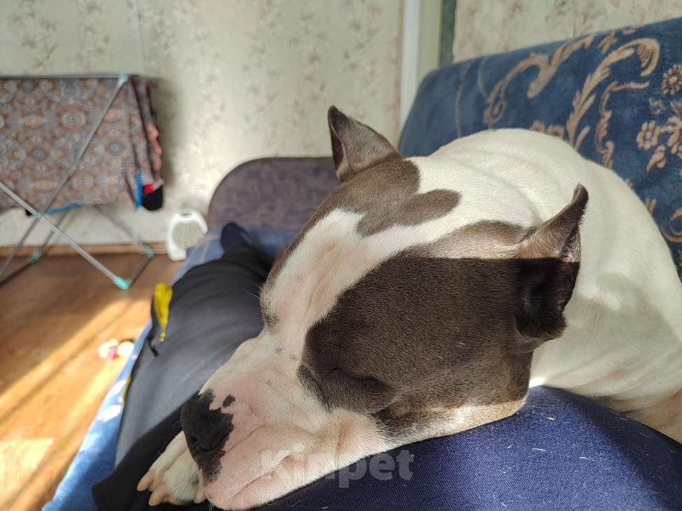 Собаки в Сосновоборске: Пристраевается сука с документами РКФ. Девочка, Бесплатно - фото 2