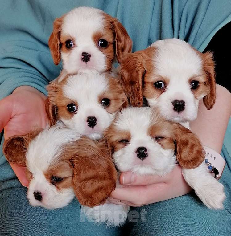 Собаки в Москве: Кавалер Кинг Чарльз мальчики 1,5 мес Мальчик, 80 руб. - фото 2