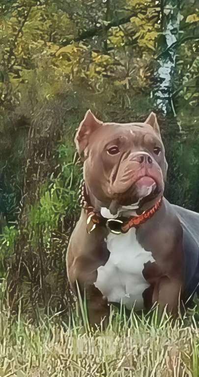 Собаки в Саратове: Ам булли покет мальчики Мальчик, Бесплатно - фото 3