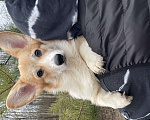 Собаки в Дубне: Девочка Вельш-корги пемброк от отца Интерчемпиона  Девочка, 70 000 руб. - фото 3