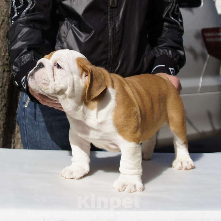 Собаки в Краснодаре: Английский бульдог, алиментный мальчик Мальчик, Бесплатно - фото 6
