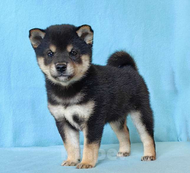 Собаки в Москве: Белые Сиба ину (Шиба ину) - девочка. Девочка, 80 000 руб. - фото 2