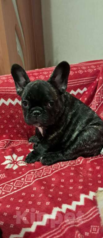 Собаки в Ижевске: Продаётся Мальчик, 50 000 руб. - фото 1