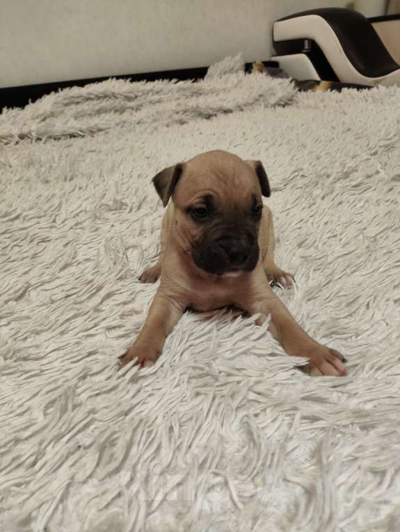 Собаки в Перми: Щенок стафф Девочка, 25 000 руб. - фото 1