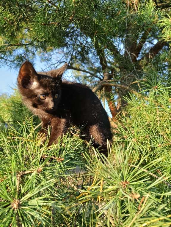 Кошки в других городах Ленинградской области: Чарльз бурый котенок Мальчик, Бесплатно - фото 4