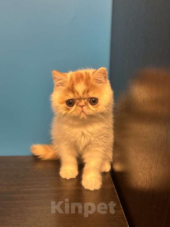 Кошки в Москве: Красотка Девочка, Бесплатно - фото 1