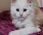 Кошки в Люберцах: Рыжие котята мейн-кун Мальчик, Бесплатно - фото 3