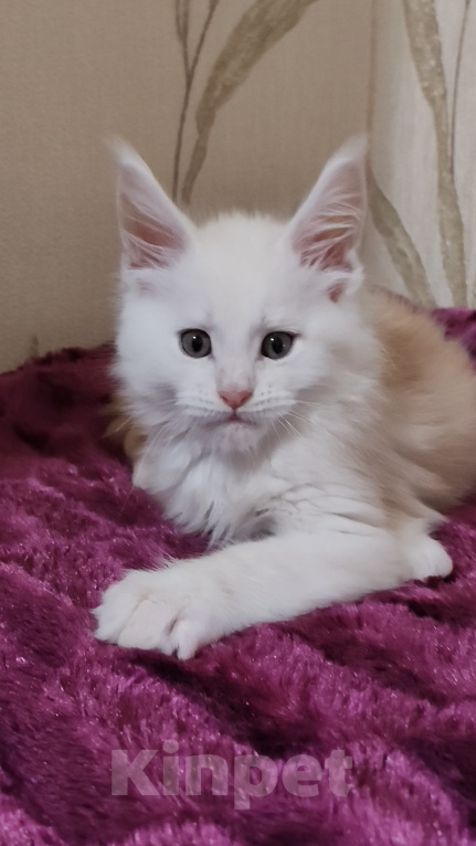 Кошки в Люберцах: Рыжие котята мейн-кун Мальчик, Бесплатно - фото 3
