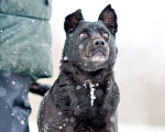 Собаки в Москве: Килиманджаро, маленький пёсик из приюта Мальчик, Бесплатно - фото 6