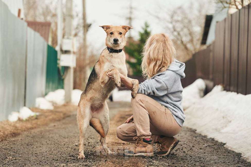 Собаки в Лосином-Петровском: Дакота валентинка в добрые руки Девочка, Бесплатно - фото 9