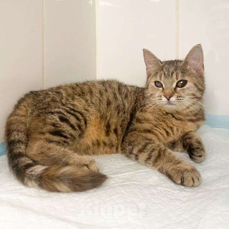 Кошки в Москве: "Полюбит ли меня кто-нибудь с такими глазками?" Девочка, Бесплатно - фото 3