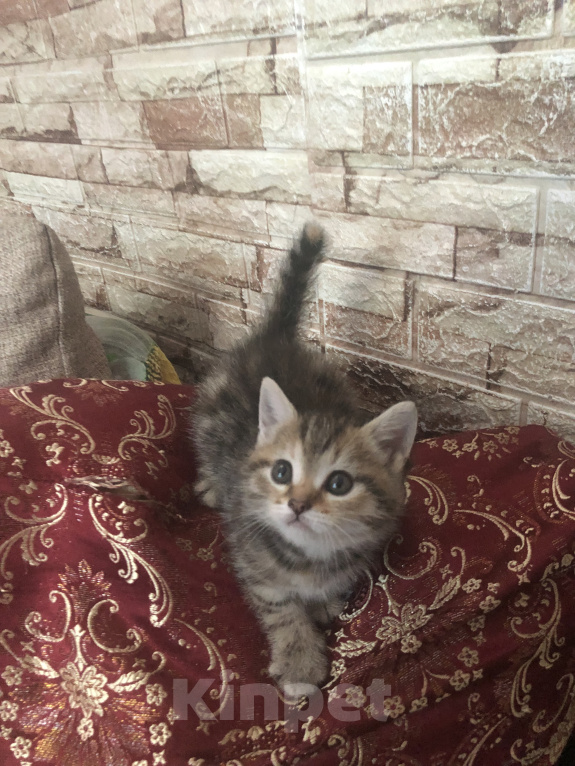 Кошки в Нижнем Новгороде: Кошка Мальчик, 3 500 руб. - фото 2