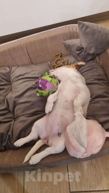 Собаки в Москве: Джек Рассел в добрые руки Девочка, 10 руб. - фото 6