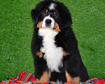 Собаки в Москве: Девочка Бернский зенненхунд  Девочка, 120 000 руб. - фото 2