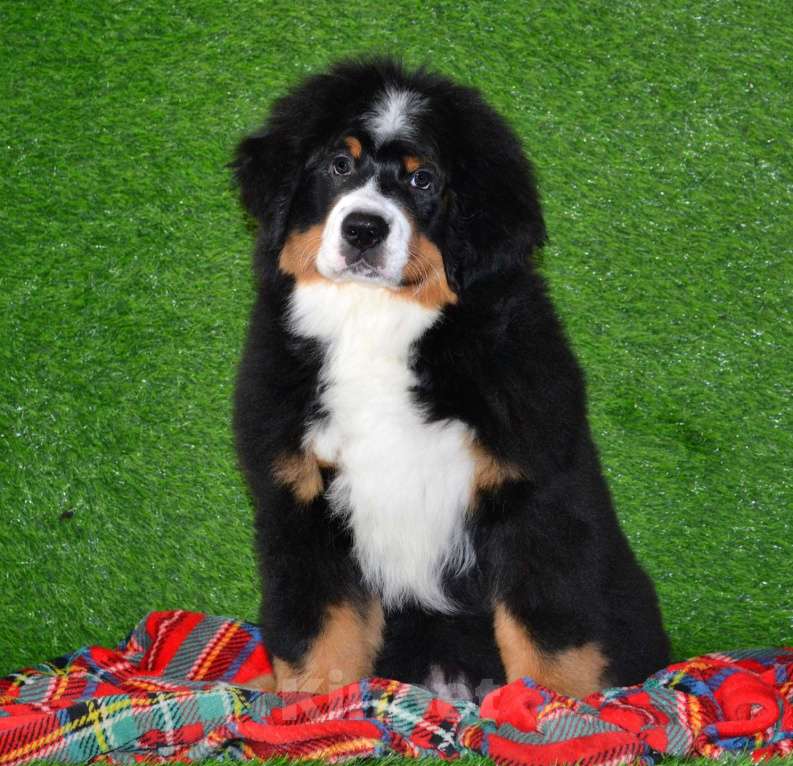 Собаки в Москве: Девочка Бернский зенненхунд  Девочка, 120 000 руб. - фото 2