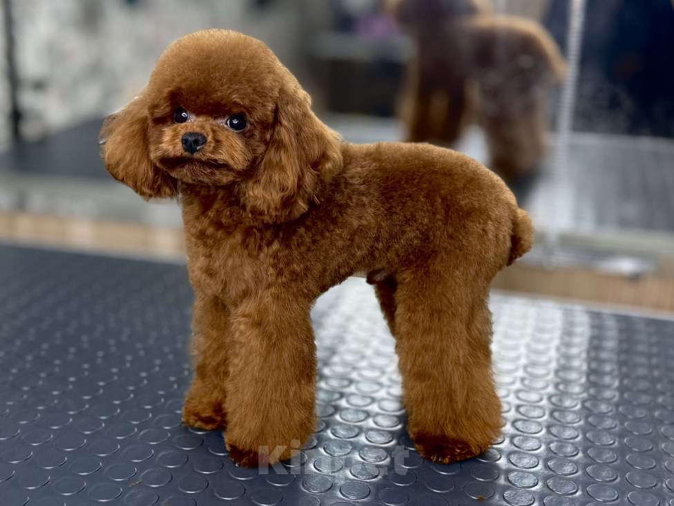 Собаки в Пушкино: Тикап пудель (вязка) Мальчик, 15 000 руб. - фото 1