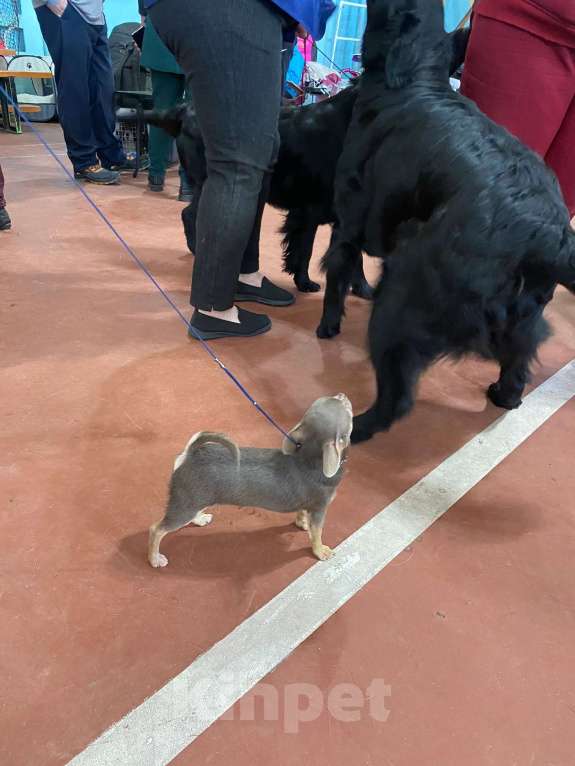 Собаки в Москве: предлагается для вязки чихуахуа кобель лилово-подпалого окраса Мальчик, 15 000 руб. - фото 3