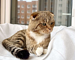 Кошки в Москве: Вислоухий котик Оскар ищет дом, в добрые руки  Мальчик, Бесплатно - фото 7