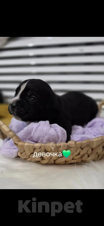 Собаки в Симферополе: Щенки Кане-Корсо Разнополые, 35 000 руб. - фото 4
