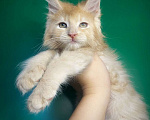 Кошки в Санкт-Петербурге: Котик котёнок кремовый  Мальчик, 40 000 руб. - фото 2