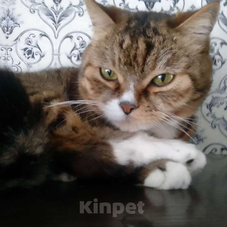 Кошки в Комсомольске-На-Амуре: Кот в добрые руки Мальчик, Бесплатно - фото 1