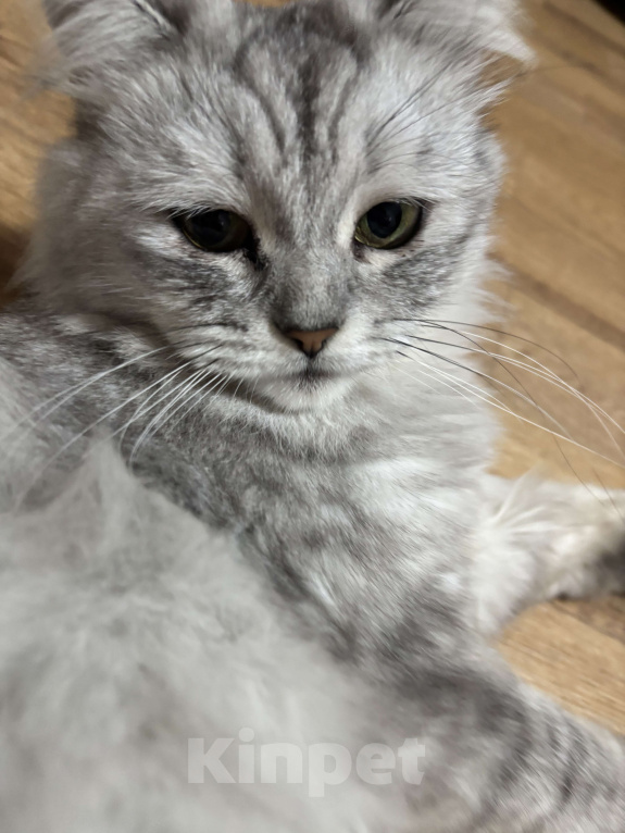 Кошки в Казани: Потерялась кошечка Девочка, 1 000 руб. - фото 2