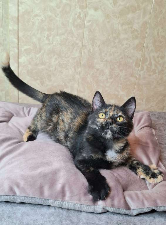 Кошки в Москве: Котёнок Торти в добрые руки  Девочка, Бесплатно - фото 1