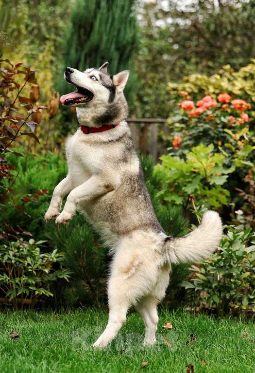 Собаки в Москве: Хаски ищет дом Девочка, Бесплатно - фото 4