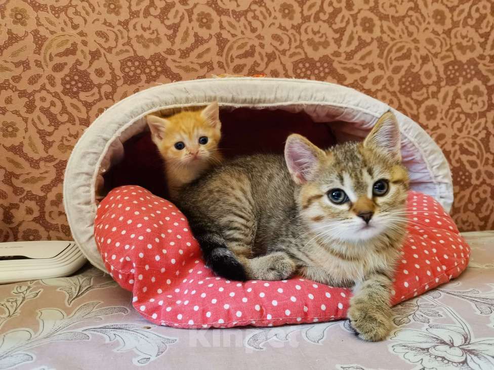 Кошки в Москве: Шотландские котята  Мальчик, 10 000 руб. - фото 2