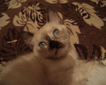 Кошки в Рыбинске: Тайский котенок окраса блу-пойнт, 7 000 руб. - фото 3