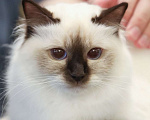 Кошки в Калининграде: Кошечка Священной бирмы Девочка, 10 000 руб. - фото 1