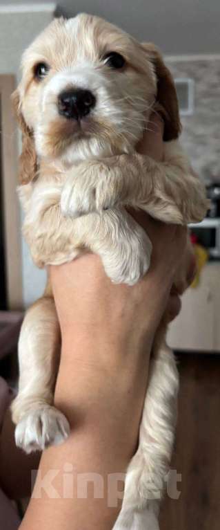 Собаки в Волгограде: Английский кокер-спаниель  Девочка, 15 000 руб. - фото 1