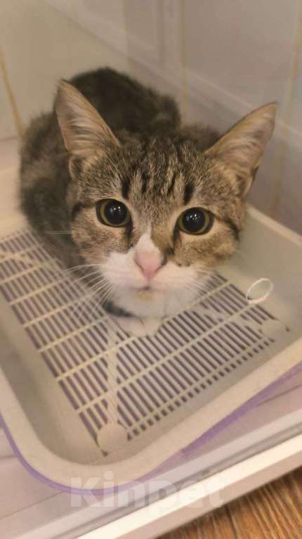 Кошки в Москве: Кот Феху ищет дом  Мальчик, 1 руб. - фото 8