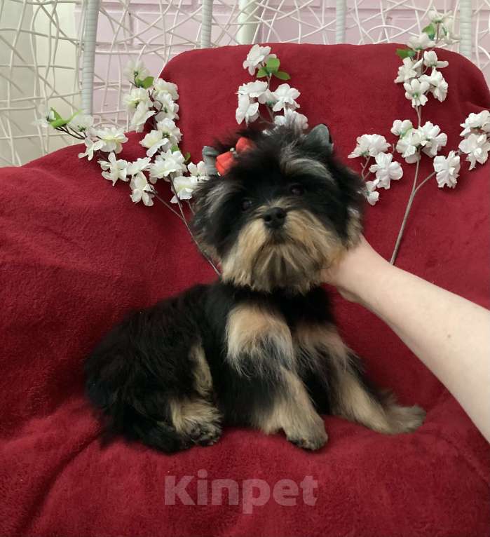 Собаки в Москве: Чёрный йорк мальчик стандарт нежный Мальчик, 40 000 руб. - фото 6