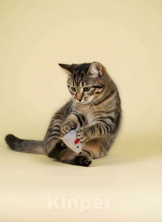 Кошки в Красногорске: Котенок Маруся 5 месяцев ищет дом Девочка, Бесплатно - фото 3