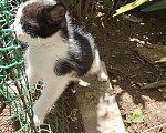 Кошки в Саке: Арлекин. Мальчик, Бесплатно - фото 1