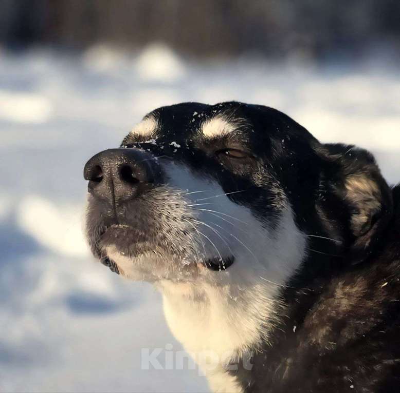 Собаки в Королеве: В поисках дома прекрасная Амели. Девочка, Бесплатно - фото 7