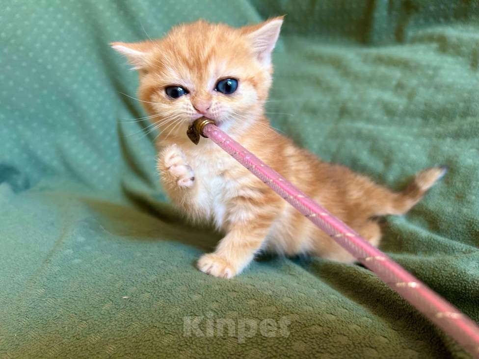 Кошки в Москве: Золотая мраморная шиншилла Девочка, 80 000 руб. - фото 9