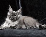 Кошки в Москве: Котён мейн-кун черный дым Девочка, 90 000 руб. - фото 9