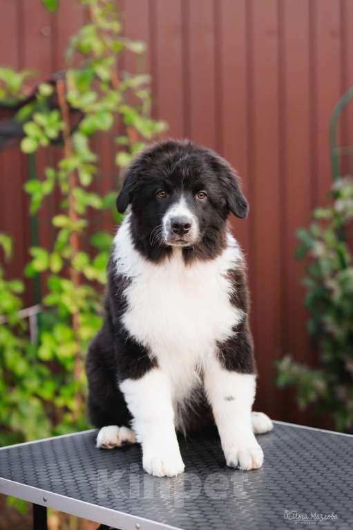 Собаки в Саратове: Австралийская овчарка Мальчик, 40 000 руб. - фото 3