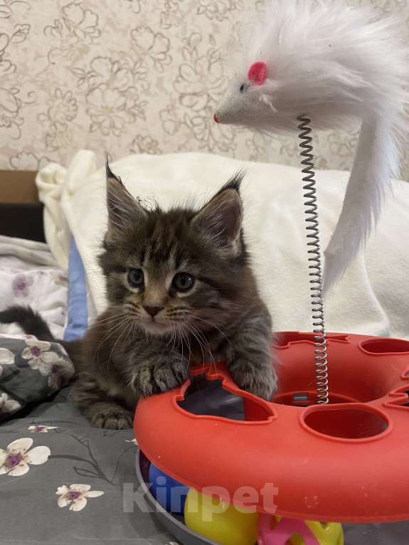 Кошки в Санкт-Петербурге: Котенок Мей-кун Девочка, 18 000 руб. - фото 2