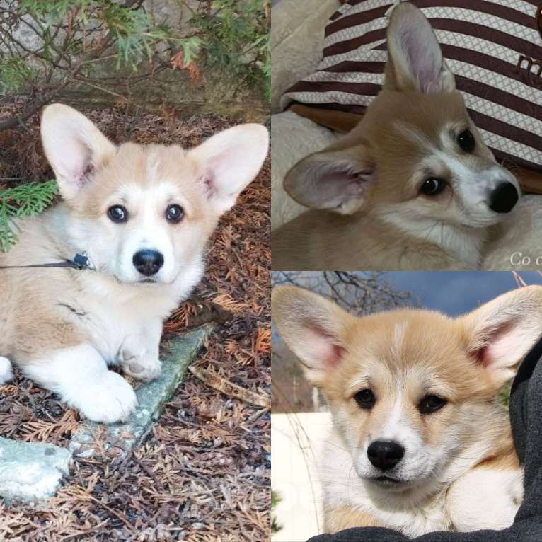 Собаки в Анапе: Племенной кобель вельш корги пемброк Мальчик, Бесплатно - фото 8