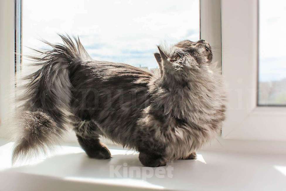 Кошки в Москве: манчкин кот Мальчик, 30 000 руб. - фото 8