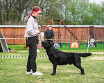Собаки в Ярославле: Кобель для вязки Мальчик, Бесплатно - фото 2