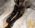 Кошки в Казани: Кошечка-химера в добрые руки Девочка, Бесплатно - фото 1