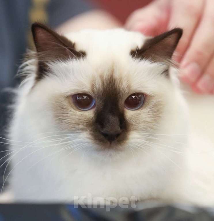 Кошки в Калининграде: Кошечка Священной бирмы Девочка, 10 000 руб. - фото 1