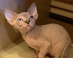 Кошки в Москве: Нежнейшая девочка канадского сфинкса Девочка, 50 000 руб. - фото 1