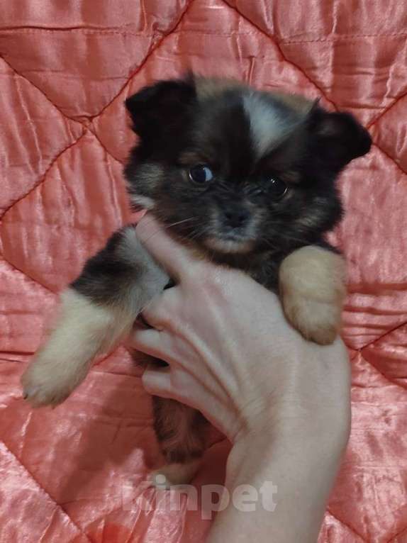 Собаки в Екатеринбурге: Миничка Девочка, 50 000 руб. - фото 3