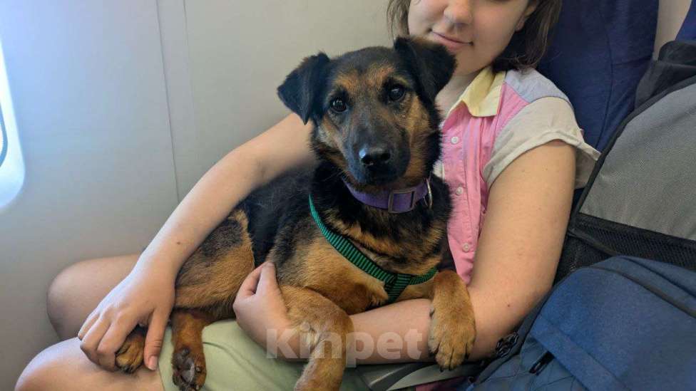 Собаки в других городах Краснодарского края: Метис ягдтерьера в дар с доставкой чипирован кастрирован Мальчик, Бесплатно - фото 5