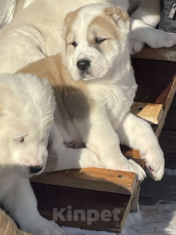 Собаки в Москве: Алабай, щенок, среднеазиатская овчарка Мальчик, Бесплатно - фото 3